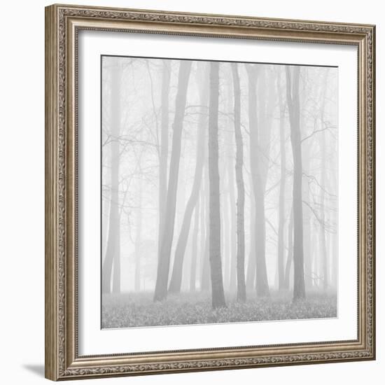 Morning Mists II-Doug Chinnery-Framed Photographic Print