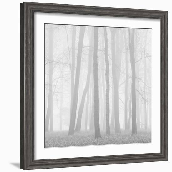 Morning Mists II-Doug Chinnery-Framed Photographic Print