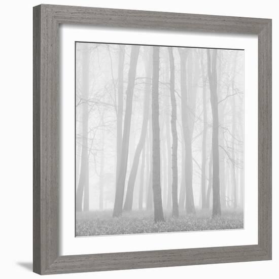 Morning Mists II-Doug Chinnery-Framed Photographic Print