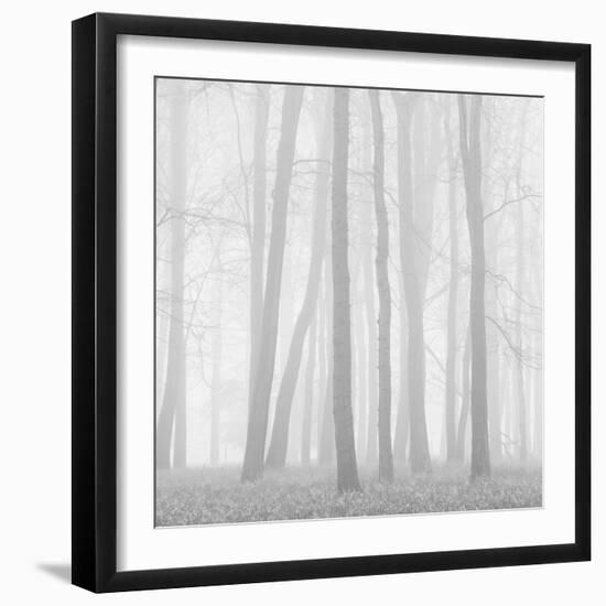 Morning Mists II-Doug Chinnery-Framed Photographic Print