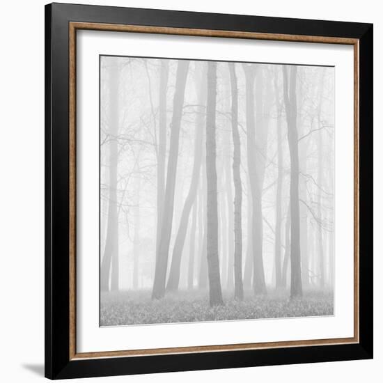 Morning Mists II-Doug Chinnery-Framed Photographic Print