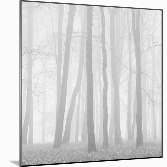 Morning Mists II-Doug Chinnery-Mounted Photographic Print