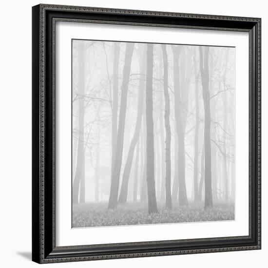 Morning Mists II-Doug Chinnery-Framed Photographic Print