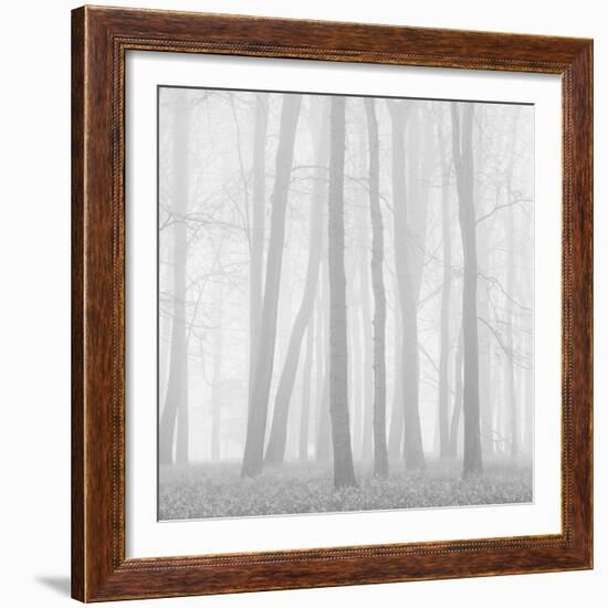 Morning Mists II-Doug Chinnery-Framed Photographic Print