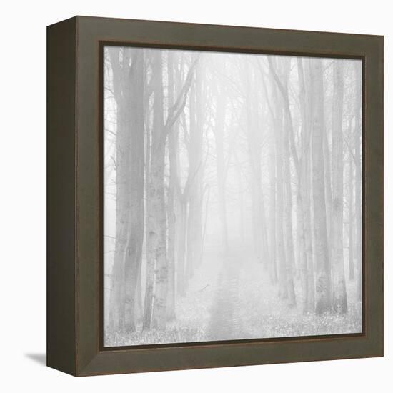 Morning Mists IIi-Doug Chinnery-Framed Premier Image Canvas