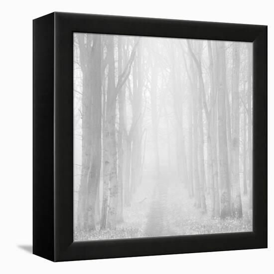 Morning Mists IIi-Doug Chinnery-Framed Premier Image Canvas