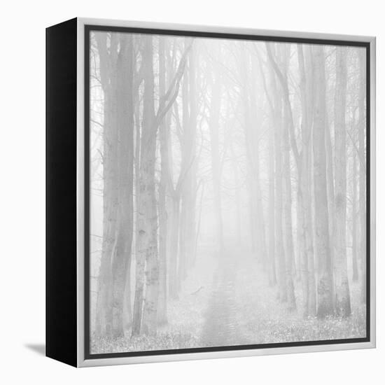 Morning Mists IIi-Doug Chinnery-Framed Premier Image Canvas