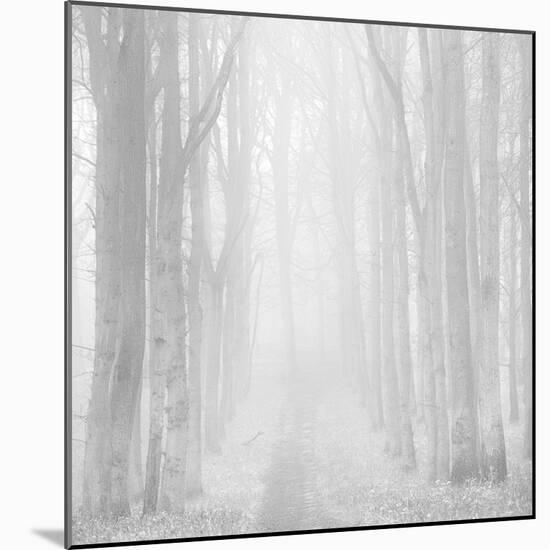 Morning Mists IIi-Doug Chinnery-Mounted Photographic Print