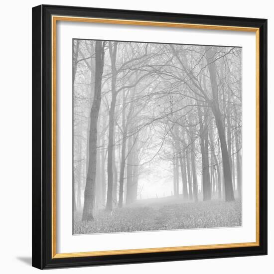 Morning Mists Iv-Doug Chinnery-Framed Photographic Print