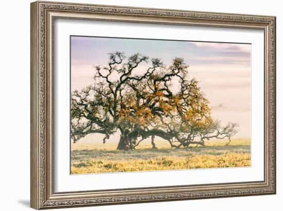 Morning Oak and Mist, Petaluma Trees, Sonoma County, Bay Area-Vincent James-Framed Photographic Print