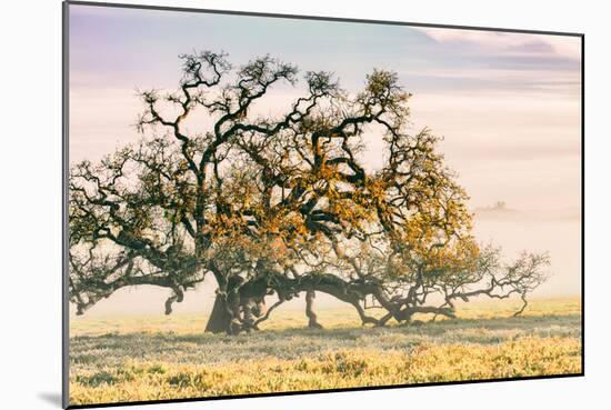 Morning Oak and Mist, Petaluma Trees, Sonoma County, Bay Area-Vincent James-Mounted Photographic Print