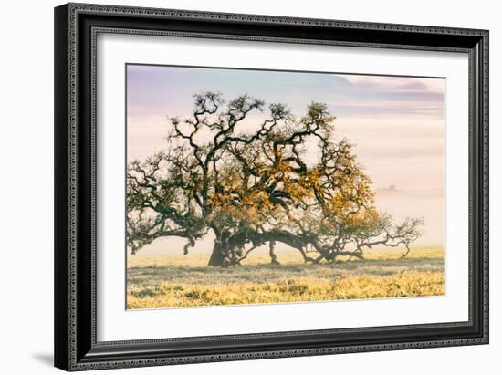 Morning Oak and Mist, Petaluma Trees, Sonoma County, Bay Area-Vincent James-Framed Photographic Print