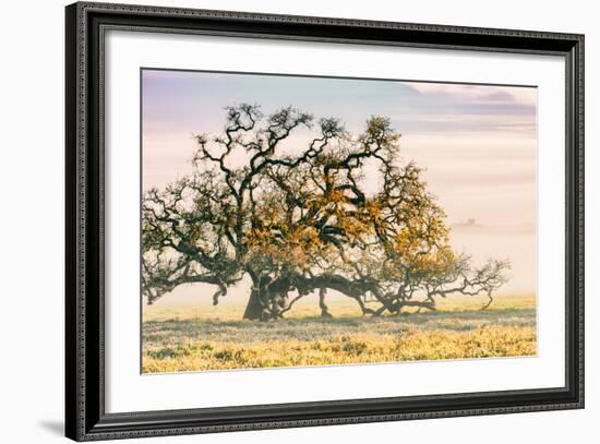 Morning Oak and Mist, Petaluma Trees, Sonoma County, Bay Area-Vincent James-Framed Photographic Print