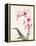 Morning Orchid 1-Karin Johannesson-Framed Stretched Canvas