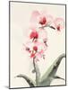 Morning Orchid 2-Karin Johannesson-Mounted Art Print