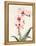 Morning Orchid 2-Karin Johannesson-Framed Stretched Canvas