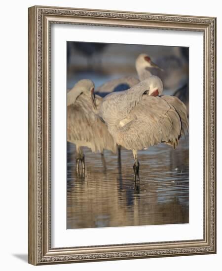 Morning preening, sandhill cranes, Bosque del Apache National Wildlife Refuge, New Mexico-Maresa Pryor-Framed Photographic Print