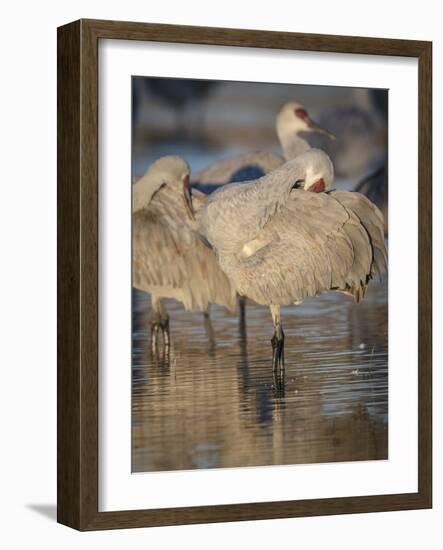 Morning preening, sandhill cranes, Bosque del Apache National Wildlife Refuge, New Mexico-Maresa Pryor-Framed Photographic Print
