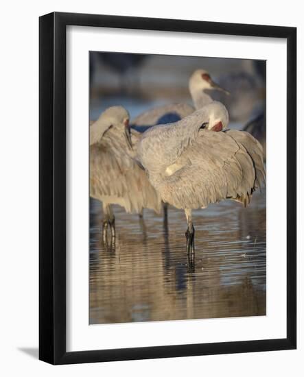 Morning preening, sandhill cranes, Bosque del Apache National Wildlife Refuge, New Mexico-Maresa Pryor-Framed Photographic Print