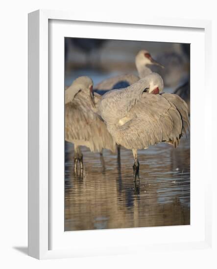 Morning preening, sandhill cranes, Bosque del Apache National Wildlife Refuge, New Mexico-Maresa Pryor-Framed Photographic Print