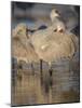 Morning preening, sandhill cranes, Bosque del Apache National Wildlife Refuge, New Mexico-Maresa Pryor-Mounted Photographic Print