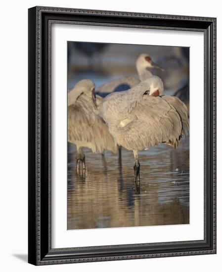 Morning preening, sandhill cranes, Bosque del Apache National Wildlife Refuge, New Mexico-Maresa Pryor-Framed Photographic Print