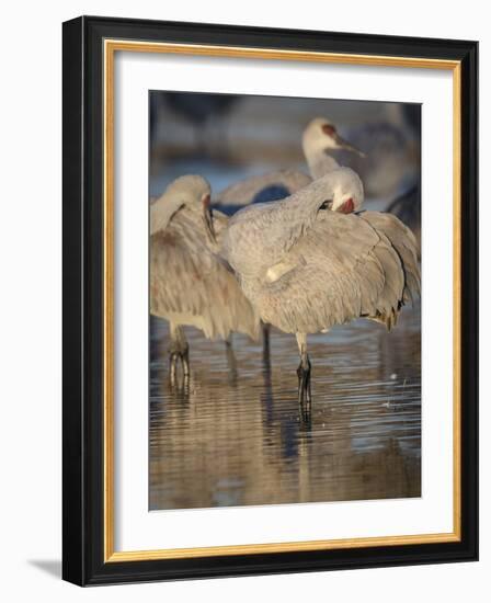 Morning preening, sandhill cranes, Bosque del Apache National Wildlife Refuge, New Mexico-Maresa Pryor-Framed Photographic Print