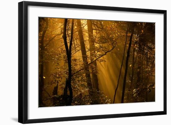 Morning Rays-Norbert Maier-Framed Photographic Print