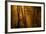 Morning Rays-Norbert Maier-Framed Photographic Print