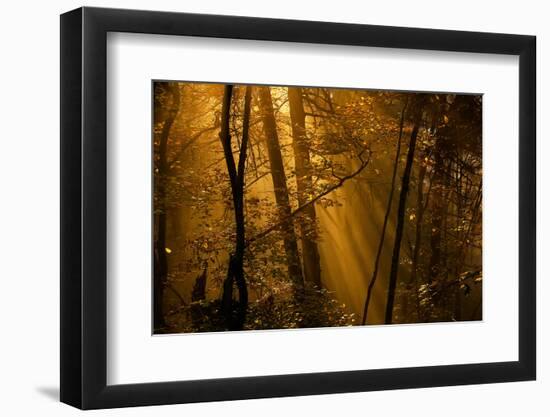 Morning Rays-Norbert Maier-Framed Photographic Print