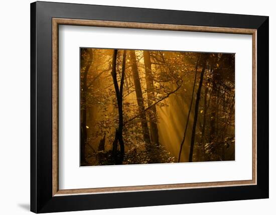 Morning Rays-Norbert Maier-Framed Photographic Print