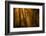 Morning Rays-Norbert Maier-Framed Photographic Print