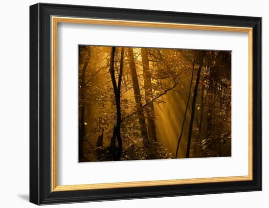 Morning Rays-Norbert Maier-Framed Photographic Print