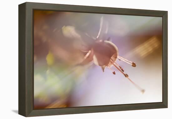 Morning Star-Valda Bailey-Framed Premier Image Canvas