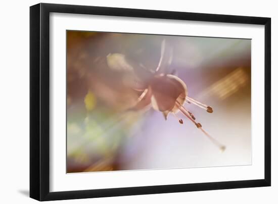 Morning Star-Valda Bailey-Framed Photographic Print