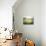 Morning Stillness-David Marty-Premium Giclee Print displayed on a wall