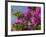 Morning Sun Lights Bougainvillea Flowers Inside Fort Jesus, Mombasa, Kenya-Paul Souders-Framed Photographic Print