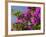 Morning Sun Lights Bougainvillea Flowers Inside Fort Jesus, Mombasa, Kenya-Paul Souders-Framed Photographic Print