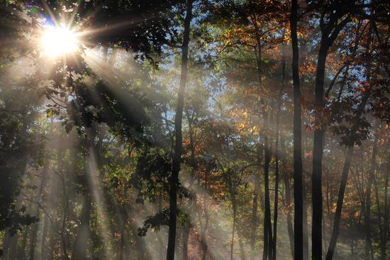 Morning Sunlight Filters Through Autumn Trees Photographic Print By Al Petteway Art Com