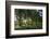 Morning Sunlight, St. James Park, London, England, United Kingdom-James Emmerson-Framed Photographic Print