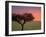 Morning Sunrise Behind a Tree in the Maasai Mara, Kenya-Joe Restuccia III-Framed Photographic Print