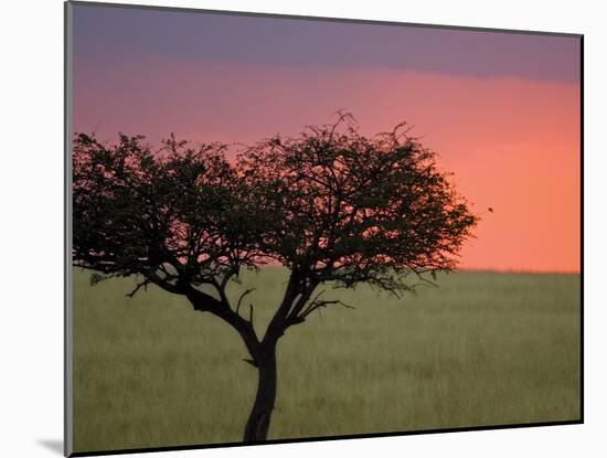 Morning Sunrise Behind a Tree in the Maasai Mara, Kenya-Joe Restuccia III-Mounted Photographic Print