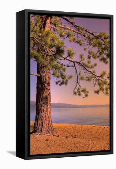 Morning Tree, South Lake Tahoe-Vincent James-Framed Premier Image Canvas