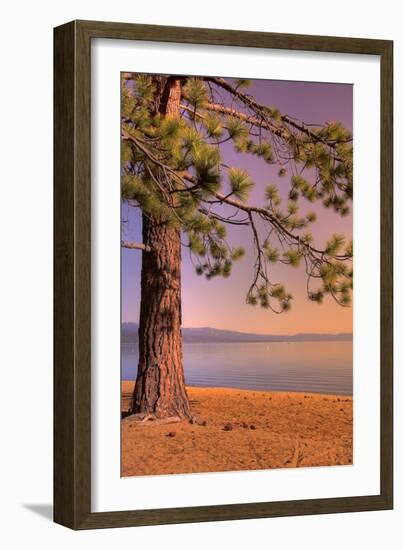 Morning Tree, South Lake Tahoe-Vincent James-Framed Photographic Print