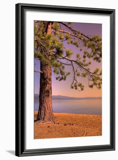 Morning Tree, South Lake Tahoe-Vincent James-Framed Photographic Print