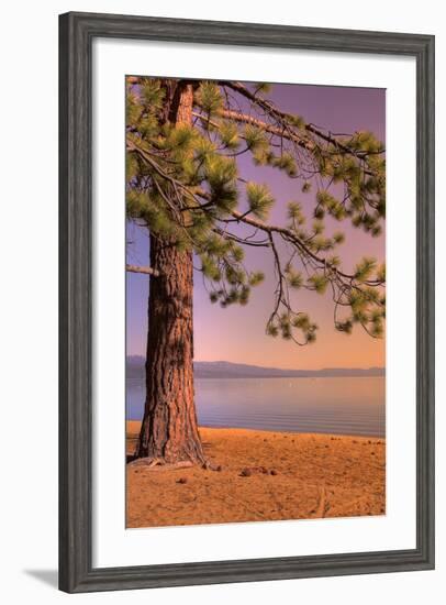 Morning Tree, South Lake Tahoe-Vincent James-Framed Photographic Print