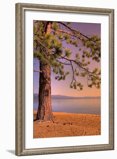 Morning Tree, South Lake Tahoe-Vincent James-Framed Photographic Print