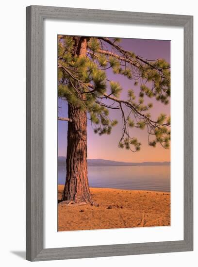Morning Tree, South Lake Tahoe-Vincent James-Framed Photographic Print