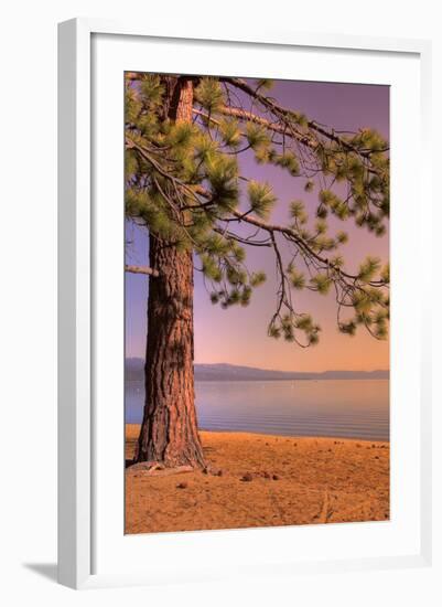 Morning Tree, South Lake Tahoe-Vincent James-Framed Photographic Print