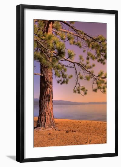 Morning Tree, South Lake Tahoe-Vincent James-Framed Photographic Print